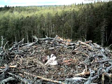 Three chicks in the osprey nest