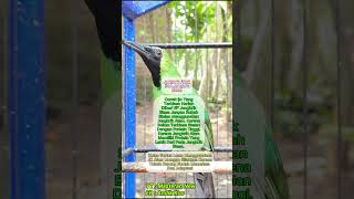 Download lagu Penggunaan Jangkrik Biasa dan Jangkrik Alam Untuk Cucak Ijo mp3