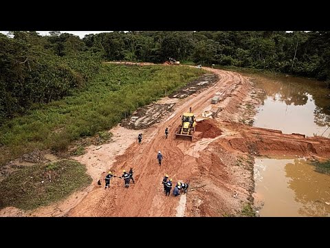 Hat Brasilien für die COP30-Klimakonferenz 100.000 Bäume abgeholzt?