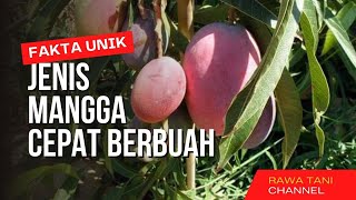 Download lagu WAJIB PUNYA, 5 JENIS MANGGA CEPAT BERBUAH !!. COCOK UNTUK TABULAMPOT I Rawa Tani mp3 Download lagu WAJIB PUNYA, 5 JENIS MANGGA CEPAT BERBUAH !!. COCOK UNTUK TABULAMPOT I Rawa Tani mp3