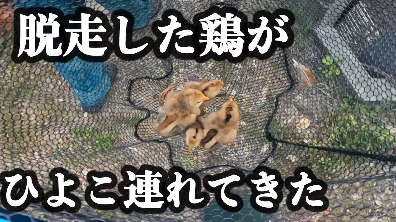 【保護猫】野良猫に襲われて脱走した鶏が１ヶ月後、ひよこを連れて帰ってきました