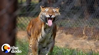 Tigers Freed From Abandoned Train Car After 15 Years | The Dodo Comeback Kids by The Dodo