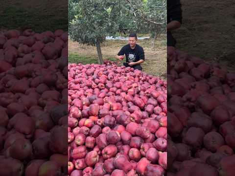 " India V's china apple 🍎 farming