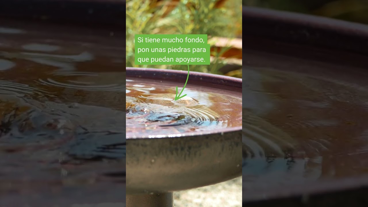 Así puedes ayudar a las aves con este calorazo