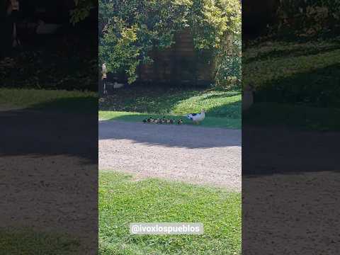 La naturaleza de El Paraiso, Ramallo • #ivoxlospueblos #elparaiso #pueblos