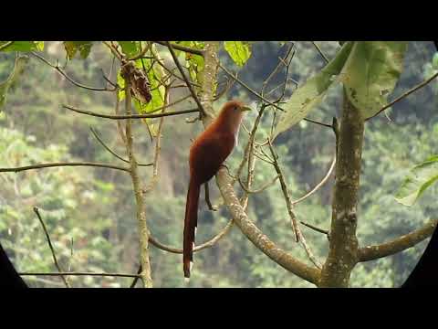 El cuco ardilla común (Piaya cayana)