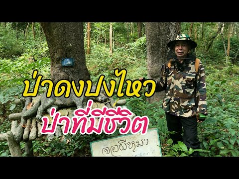 Dong Pong Wai Forest