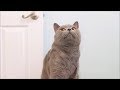 Aaron S Animals Ultimate New Video Compilaton FunnyVines