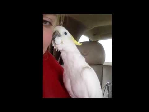 Essayer de ne pas rire spécial oiseaux
