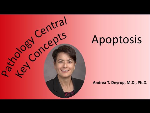 Pathology Central Key Concepts: Apoptosis