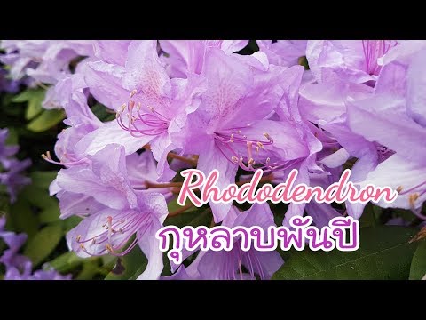 วิธีการบำบัดทางจิตของการรักษาของความอ่อนแอ ผู้หญิงคนนั้นจะเขียนสถาบันของเธอ