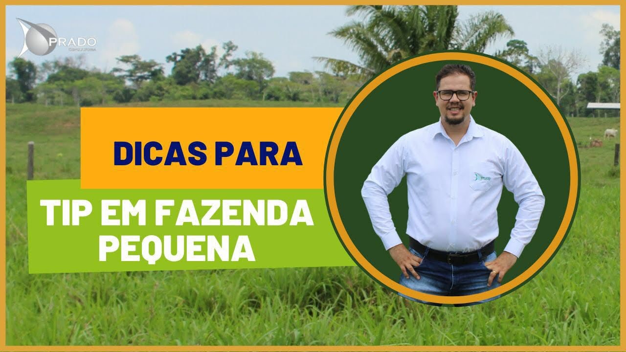 TERMINAÇÃO INTENSIVA A PASTO TIP em fazenda pequena dá certo