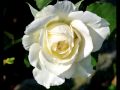 Eine weisse Rose - Kastelruther Spatzen 