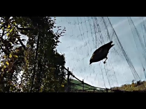 Re: Jagd auf Vogeljäger – Kampf gegen den Vogelmord auf Malta ARTE Aktuelles und Gesellschaft