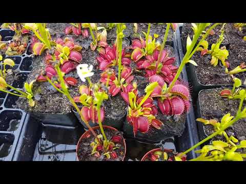 The Ultimate Venus Flytrap Care And Info Guide