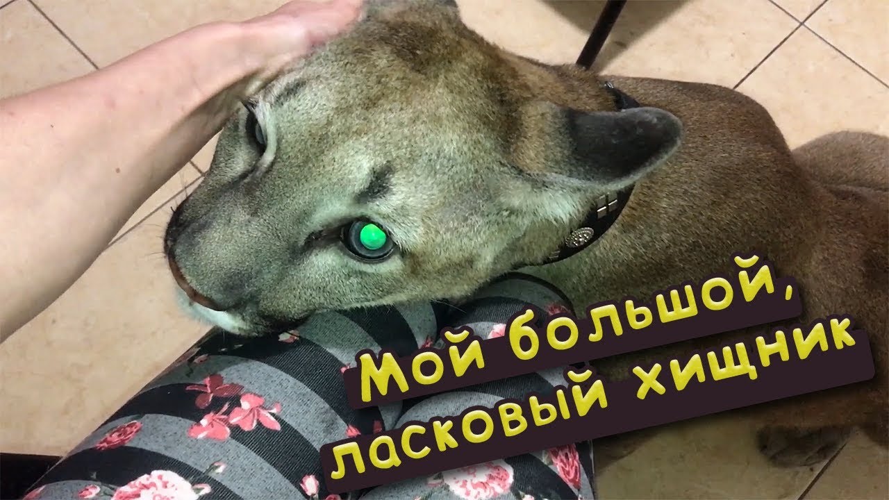 МОЙ БОЛЬШОЙ, ЛАСКОВЫЙ ХИЩНИК