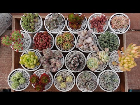 ハンギング多肉植物: 最も美しい 5 種類 トピックス