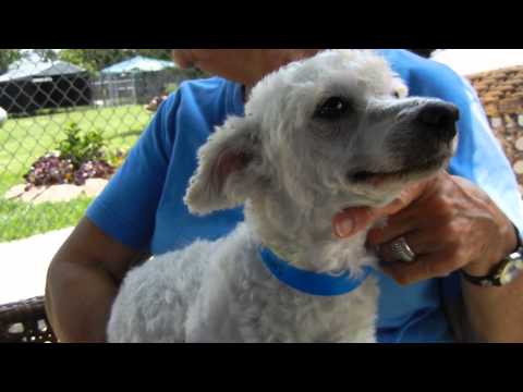 Paws, an adopted Poodle in Houston, TX_image-1