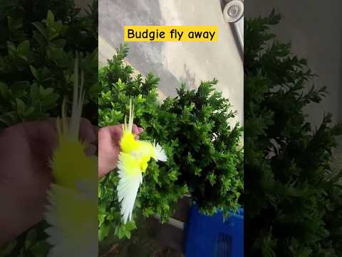 tame budgie fly away
