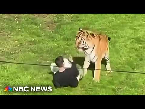 Tiger kills man who entered its enclosure at wildlife park
