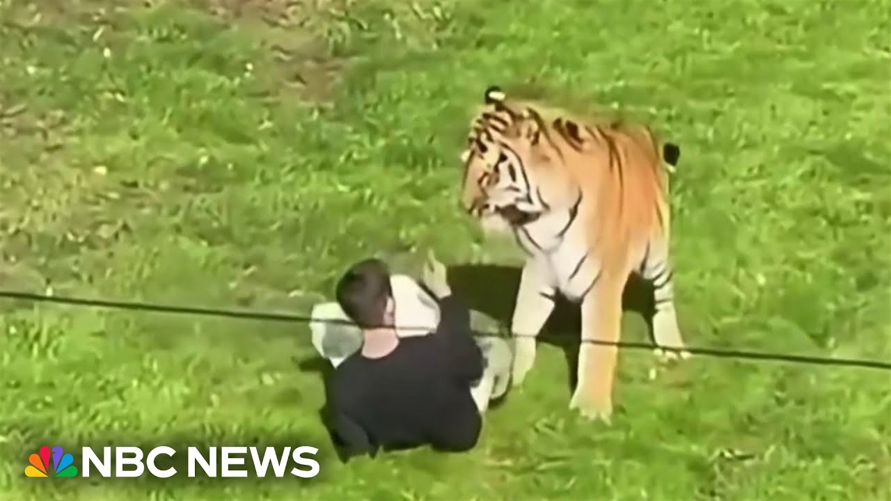Tiger attacks man at English wildlife park; one dead after enclosure breach