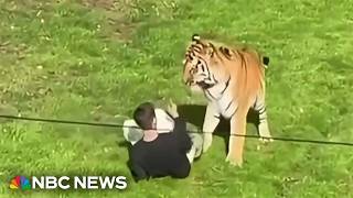 Tiger attacks man at English wildlife park; one dead after enclosure breach