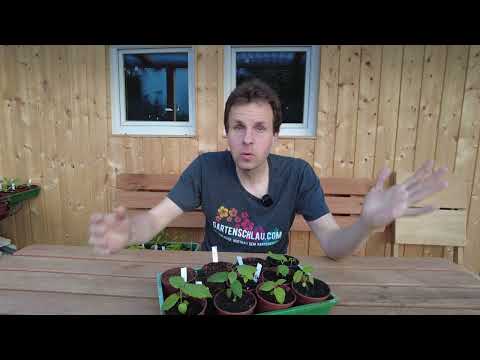 Feigen 7 Monate nach der Aussaat - Feigenbaum aus Samen - Update Feigenbäume Ficus carica