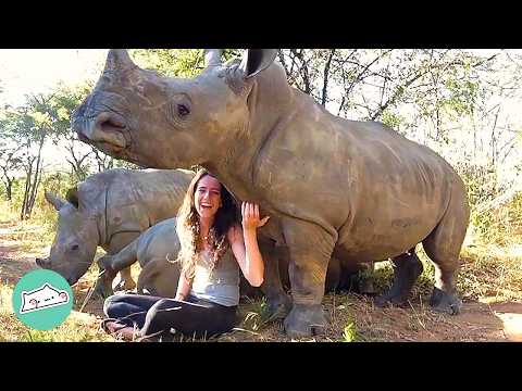 Baby Rhinos Run Up To Girl For Kisses And Belly Rubs | Cuddle Buddies