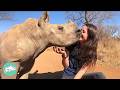 Baby Rhinos Run Up To Girl For Kisses And Belly Rubs Cuddle Buddies