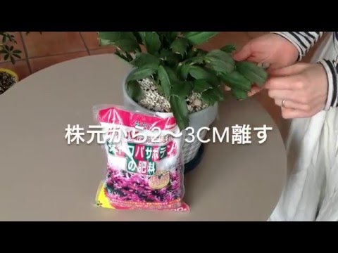 クリスマスサボテンに肥料を与える時期 シュルンベルゲラの施肥に適した時期