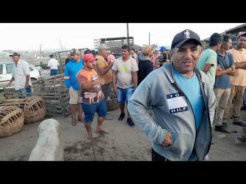 Feira de Suínos Surubim Pernambuco realizada todas as sextas aparti das 430hrs da manhã. 12/12/2025 