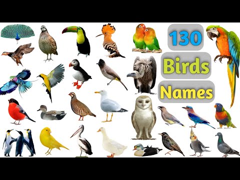 Birds Vocabulary ll 130 Birds Name In English With Pictures ll Birds Pictures