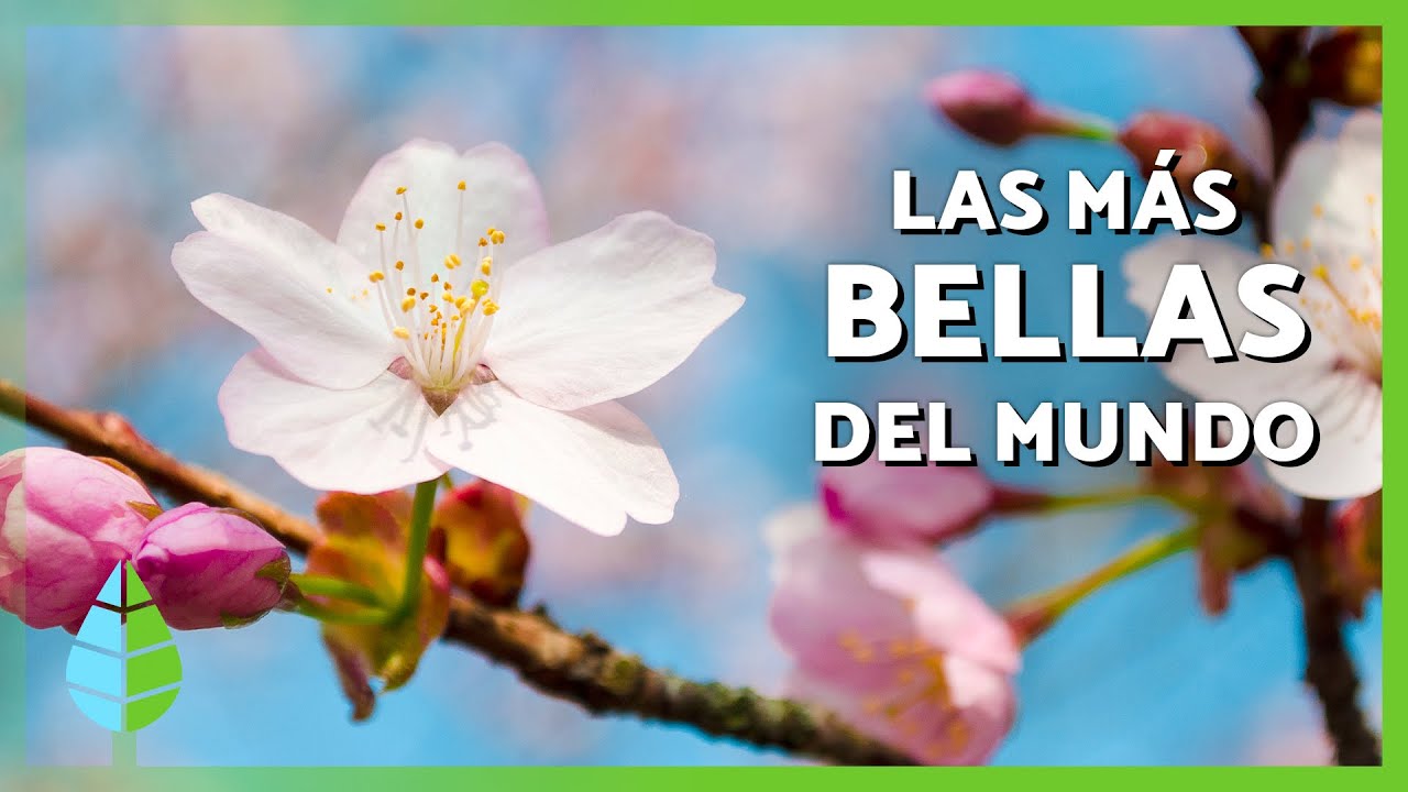 The 10 Most Beautiful Flowers in the World 🌹🌺 | Names and Characteristics