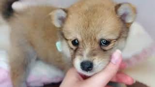 ハーフ犬の動画01