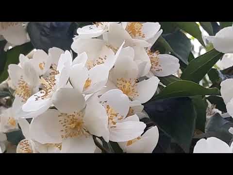 Sehr schön Falsche Jasmin Pfeifensträucher