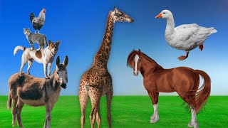 Download Lagu Lovely farm animal moments: Chicken, Sheep, Geese, Horse, Dog, Cow, Zebra, Buffalo - Animal Sounds Thumbnail