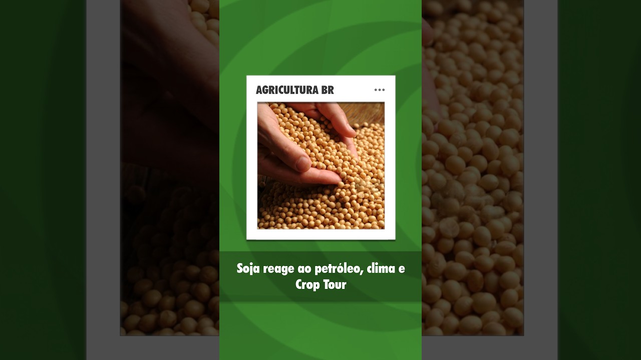 Soja em Chicago ganha suporte com petróleo, clima e Crop Tour