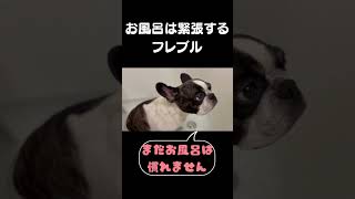 お風呂はまだまだ緊張してます😅   　#vlog #フレンチブルドッグ #イッヌ #shorts #日常