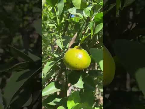 VENTA QUINTA TERRENO 16,400 V2 CARRETERA ANTIGUA SANTA ANA-EL CONGO