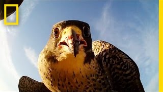Forget Scarecrows—Falcons Protect This Farm | National Geographic