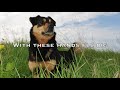 Blue Rodeo - Brown-Eyed Dog (with Lyrics)