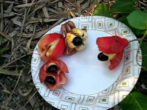 Blighia sapida, Akee in Indian River county - YouTube