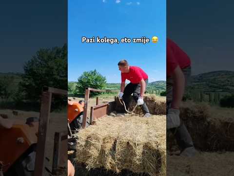 Koji su ovo carevi 😂 #shorts #balkan #comedy