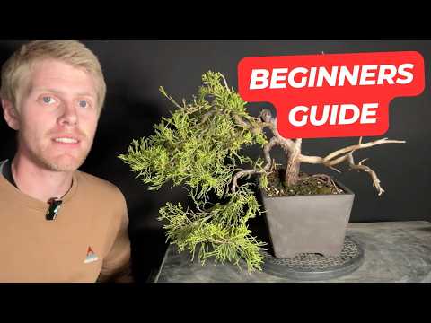 How to Style a Cascade Juniper Bonsai (Step-by-Step Guide For Beginners)