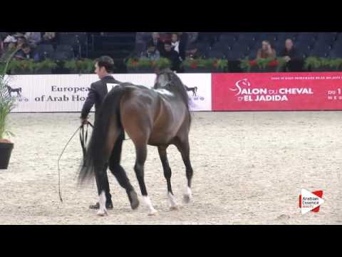 N.43 PIACOLLA - Paris 2015 - Fillies 2-3 years old (Class CM2 B)