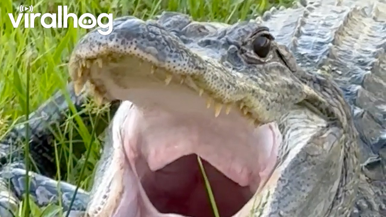 A Huge Gator Yawn Reminds Us All of How Scary They Are || ViralHog