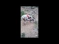 Dog Breeding Puppy Dog Pets Breeding Animals Doglover