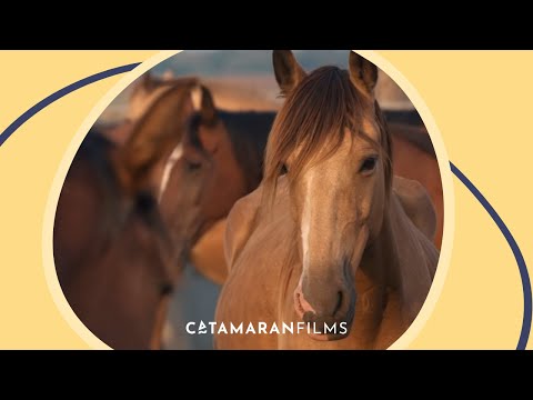 Trailer-Vorschau: Magie der Wildpferde