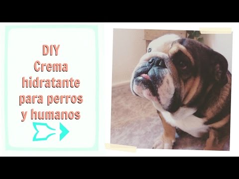 DIY: Crema humectante para perros [almohadillas y trufas]
