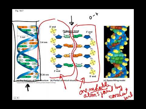 Ch 16 Overview, BIO105 Introductory Biology, David Champlin, USM